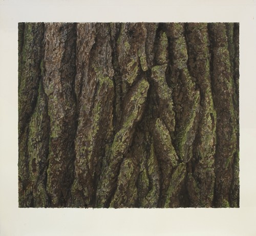 White Pine White Pine