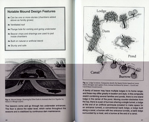 Maura Doyle,
A Guide to Beaver Architecture (2009)