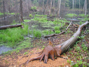 Maura Doyle,
A Guide to Beaver Architecture (2009)