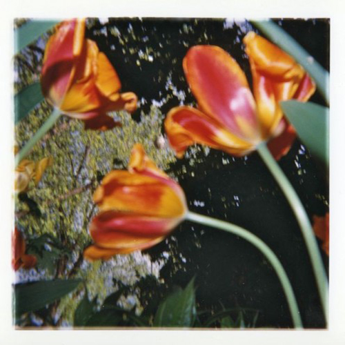 Flower 132-14 Flower 132-14