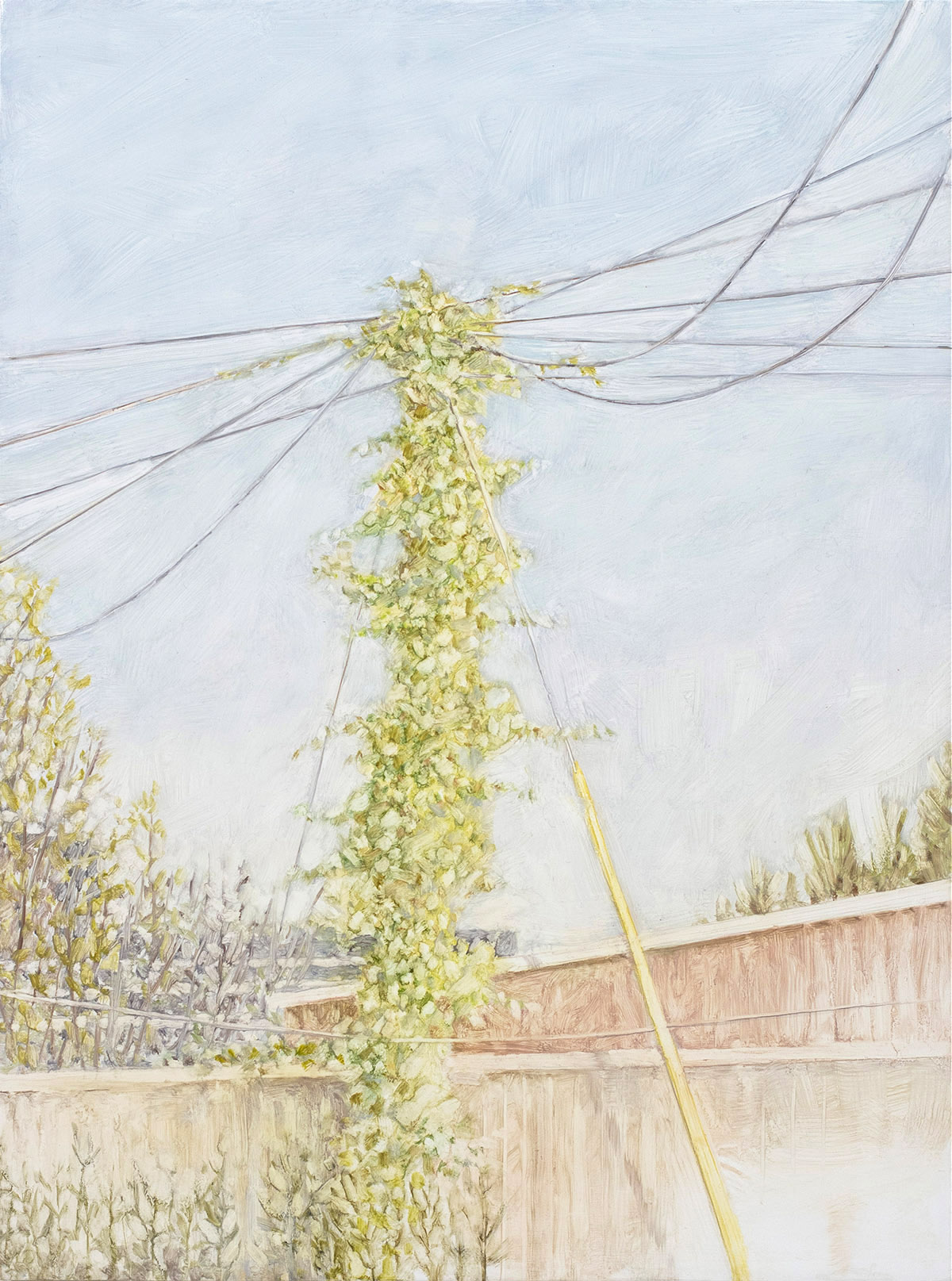 American Bittersweet