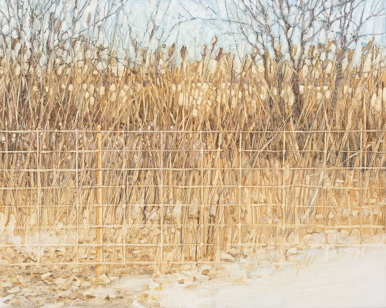 Fence with Phragmites