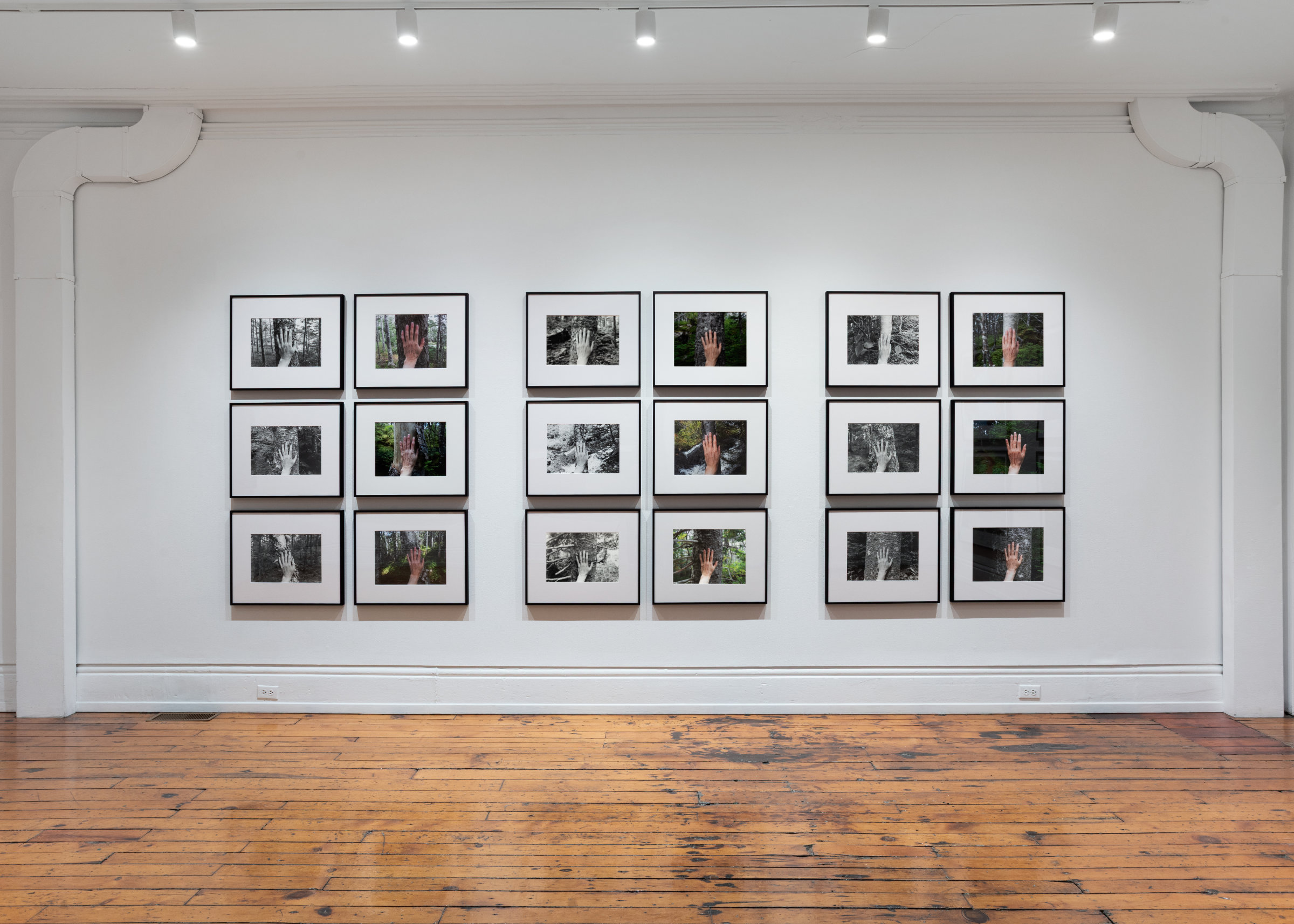 Selected Works from 24 Years in a Patch of Old-Growth Boreal Forest on Blast Hole Pond Road, Newfoundland 2002–2026