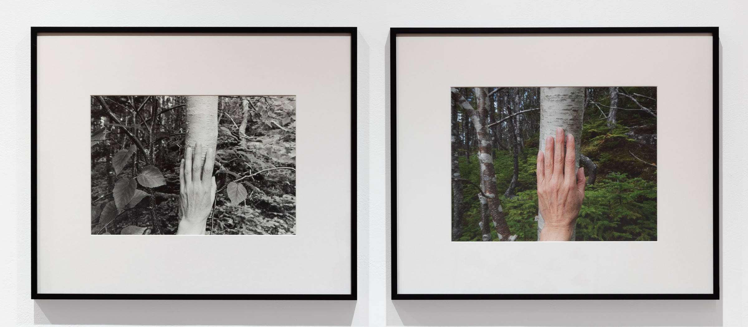 The birch by the Scrape with smooth white bark. 2008 & 2019  from Larch, Spruce, Fir, Birch, Hand, Blast Hole Pond Road, Newfoundland 2007–2026.