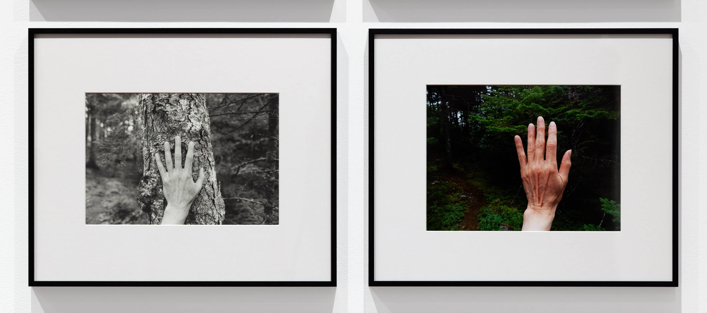 The spruce that was one of the pair of large trees on the edge of the Rattling Brook Path, but was blown down by a storm a few years later. 2009 & 2020  from Larch, Spruce, Fir, Birch, Hand, Blast Hole Pond Road, Newfoundland 2007–2026.
