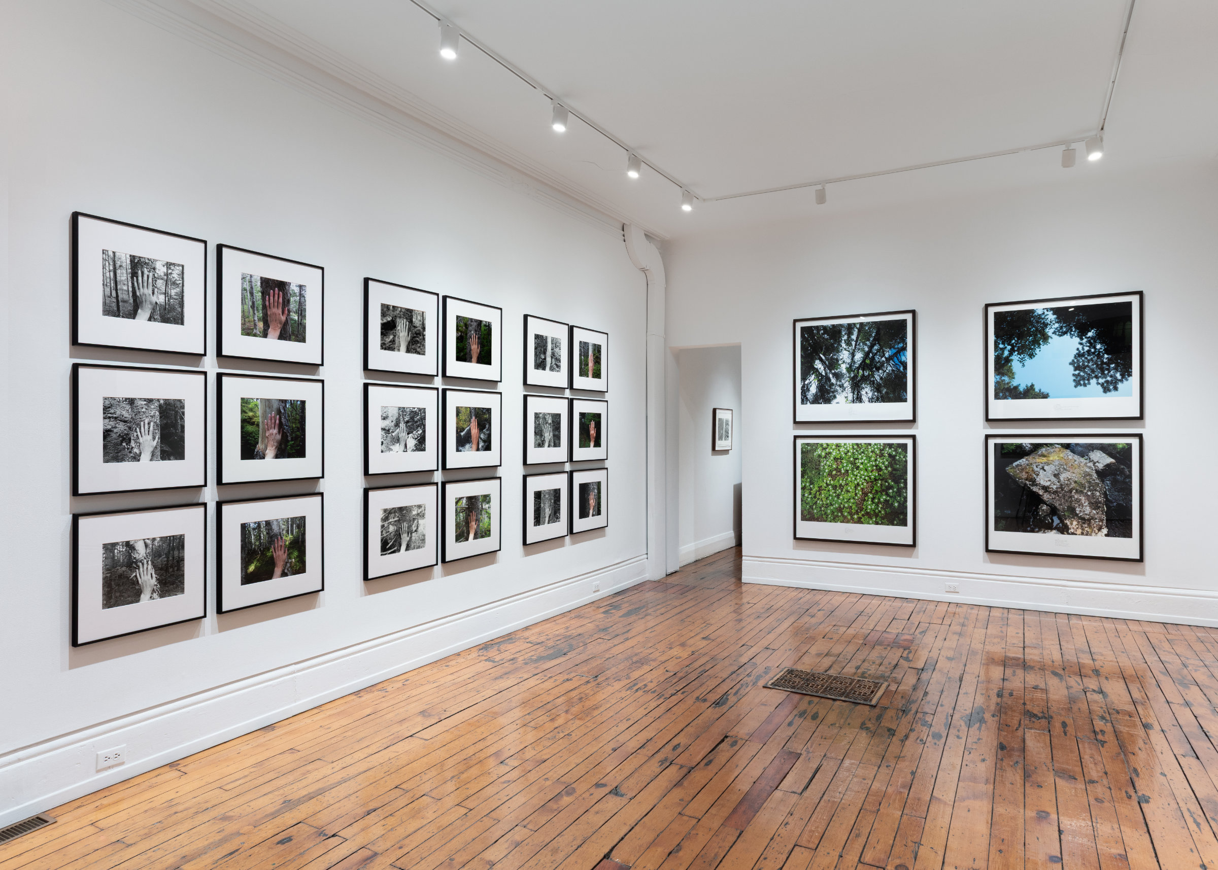 Selected Works from 24 Years in a Patch of Old-Growth Boreal Forest on Blast Hole Pond Road, Newfoundland 2002–2026
