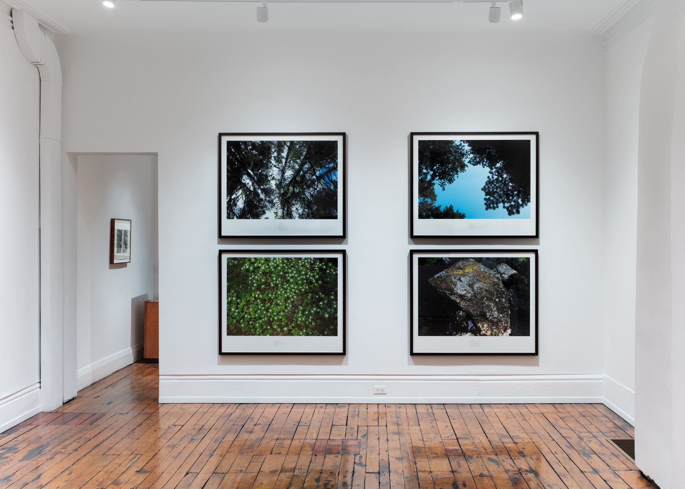 Selected Works from 24 Years in a Patch of Old-Growth Boreal Forest on Blast Hole Pond Road, Newfoundland 2002–2026