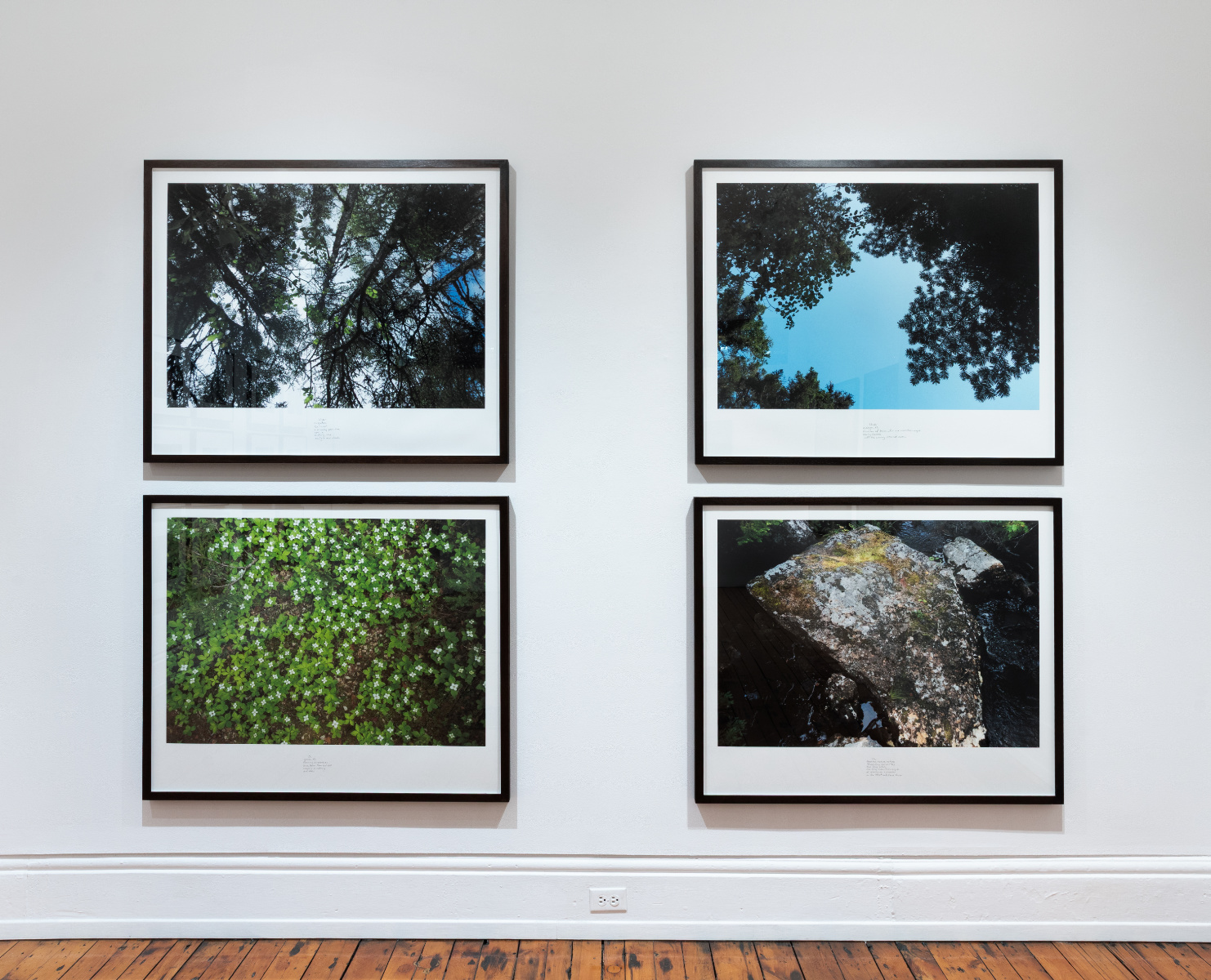 Selected Works from 24 Years in a Patch of Old-Growth Boreal Forest on Blast Hole Pond Road, Newfoundland 2002–2026