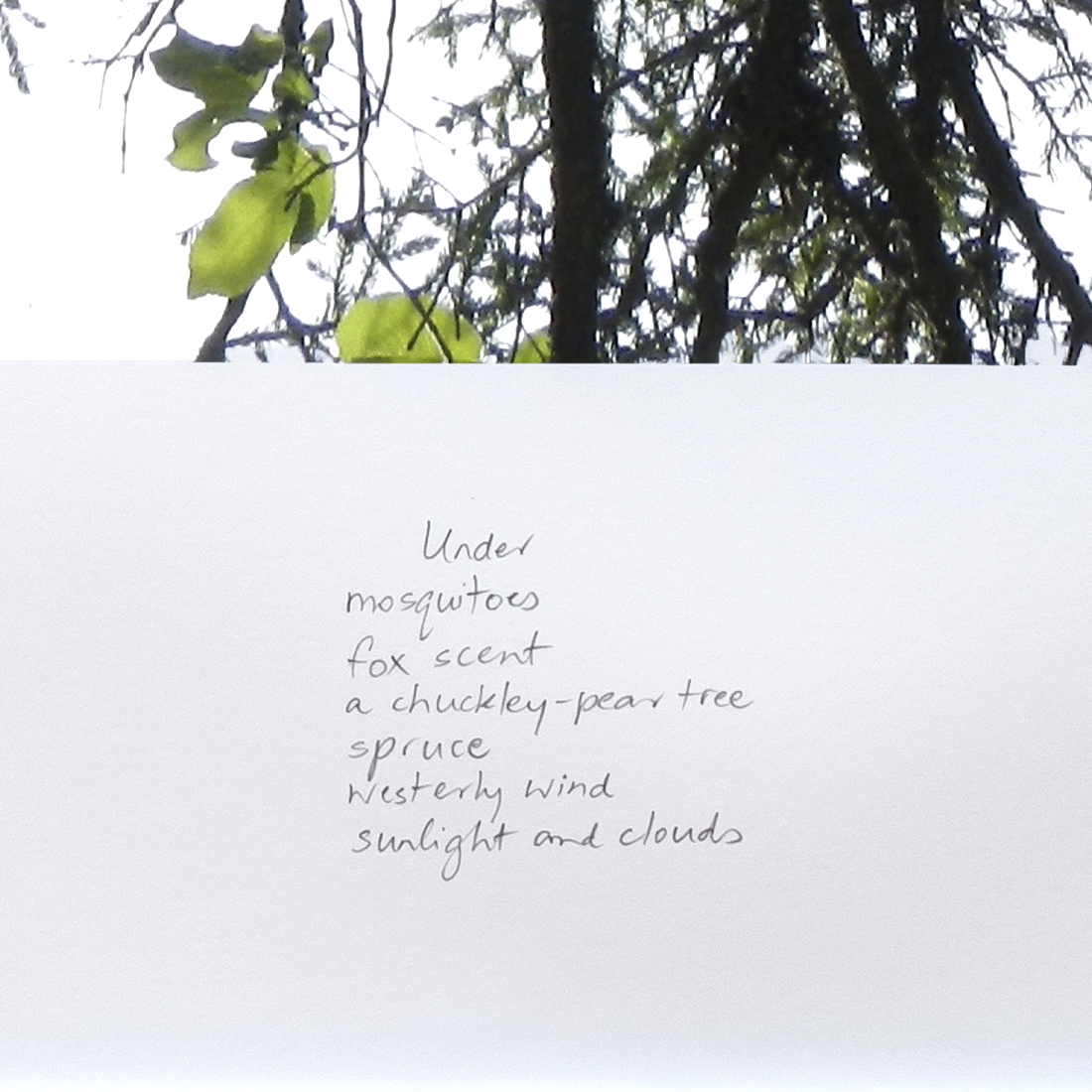 excerpt from On the Up Top Loop Near the Overlook, Spring 2020  from the series Between the Earth and the Firmament, Blast Hole Pond Road, Newfoundland 2020  (detail)