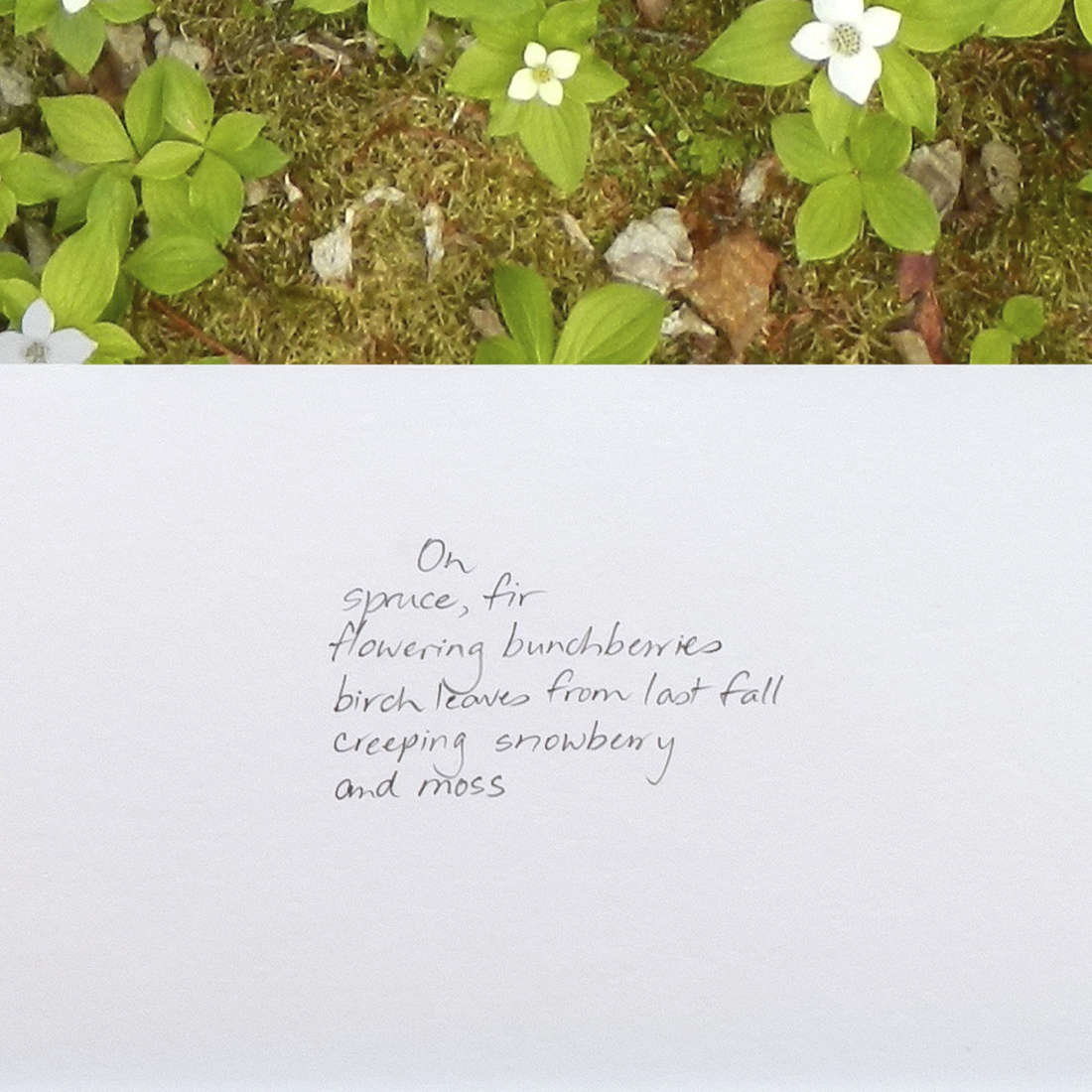 excerpt from On the Up Top Loop Near the Overlook, Spring 2020  from the series Between the Earth and the Firmament, Blast Hole Pond Road, Newfoundland 2020  (detail)