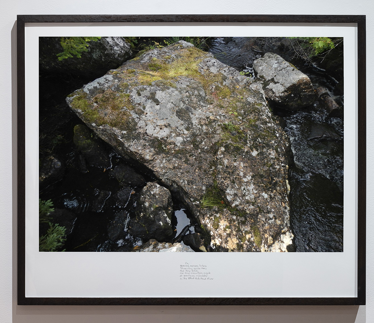 excerpt from On the Large Boulder in the Blast Hole Pond River, Summer 2020  from the series Between the Earth and the Firmament, Blast Hole Pond Road, Newfoundland 2020 (detail)