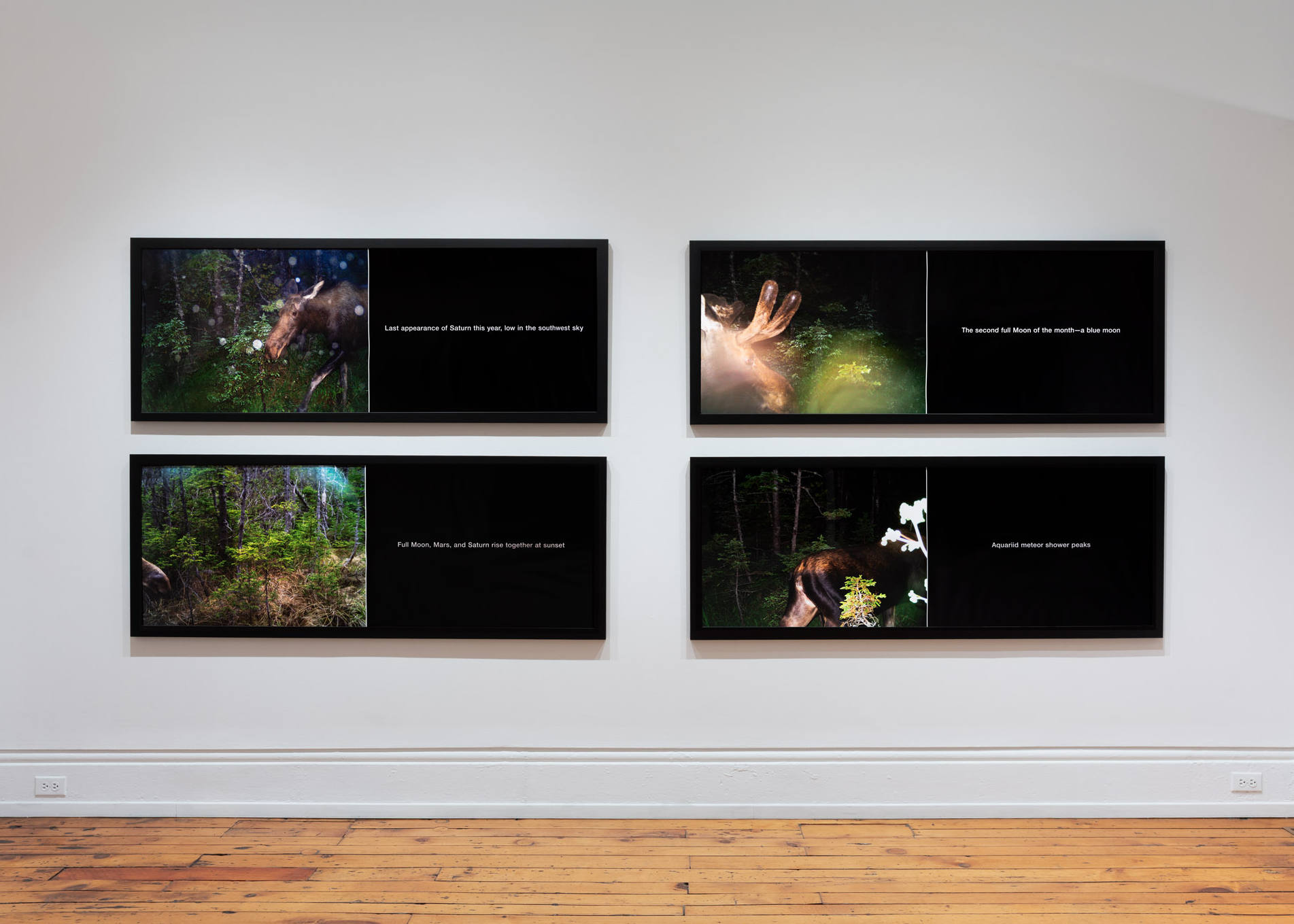 Selected Works from 24 Years in a Patch of Old-Growth Boreal Forest on Blast Hole Pond Road, Newfoundland 2002–2026