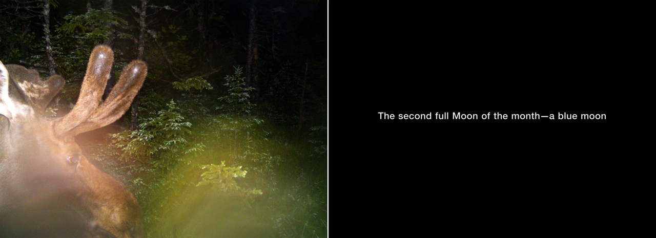 July 31, 2015 from the series What Came to Light at Blast Hole Pond River, Newfoundland 2015–ongoing