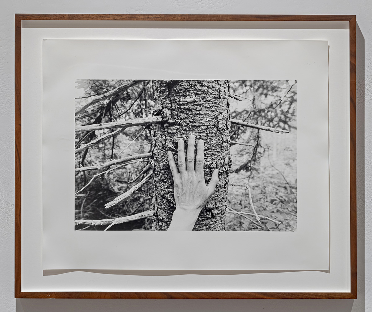 Untitled  from Larch, Spruce, Fir, Birch, Hand, Blast Hole Pond Road, Newfoundland 2008