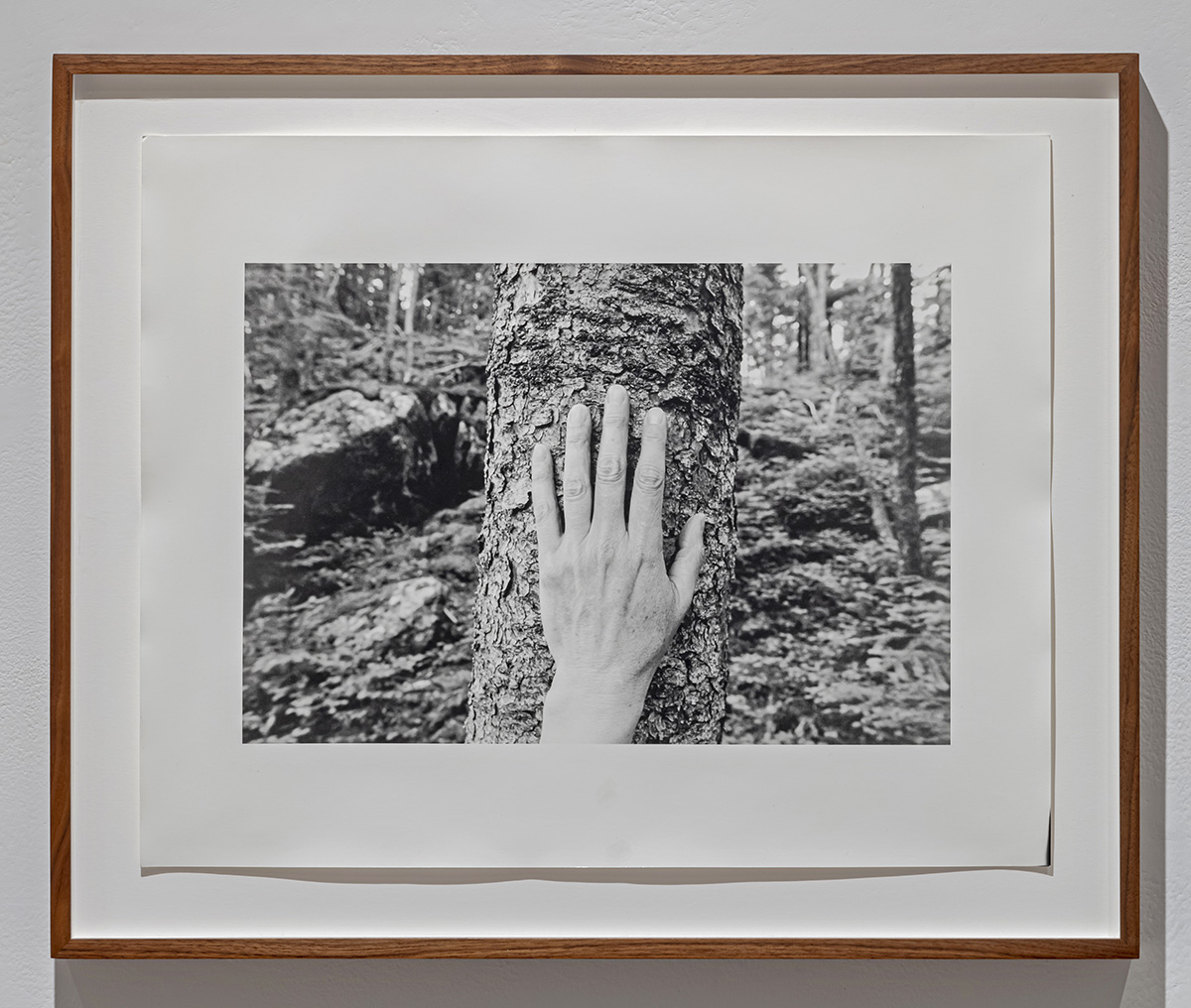 Untitled  from Larch, Spruce, Fir, Birch, Hand, Blast Hole Pond Road, Newfoundland 2008