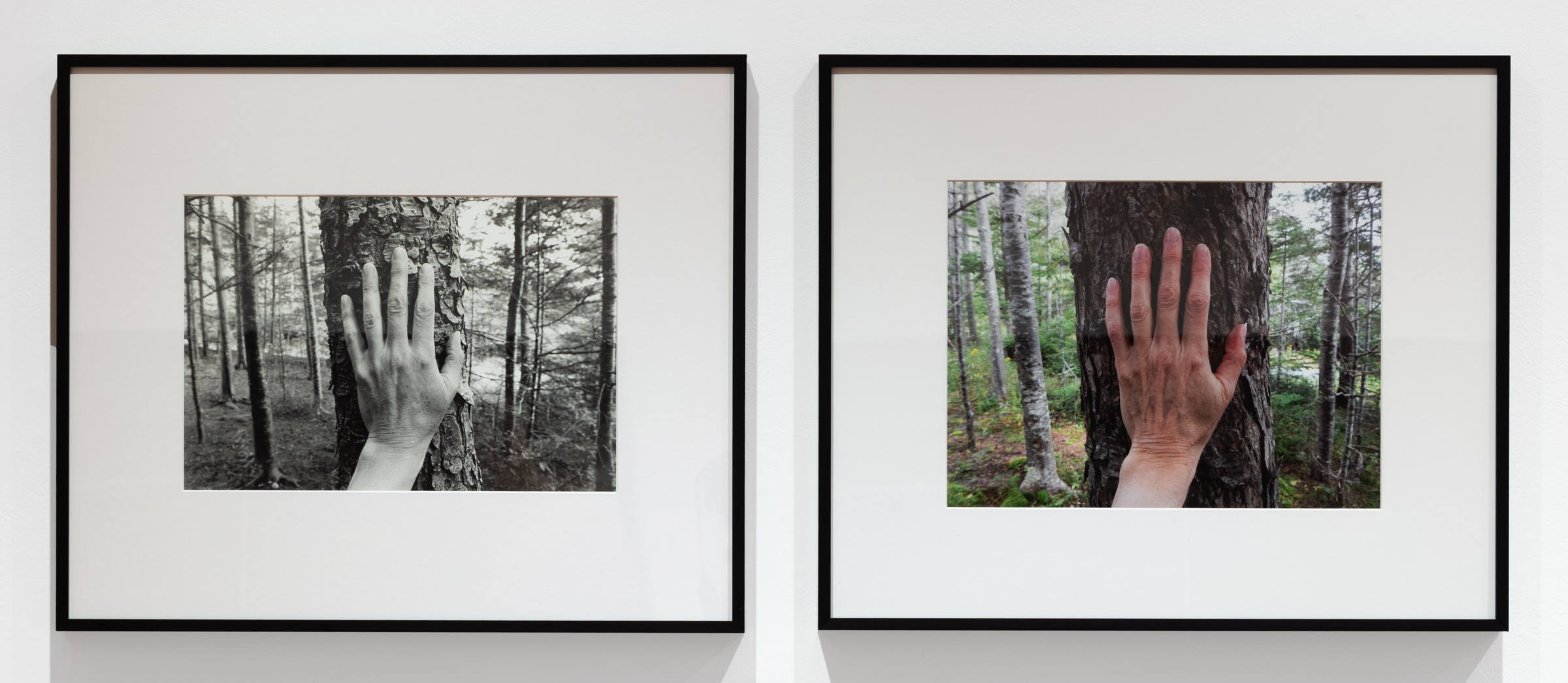 The larch off the southeast corner of the house – the largest larch here. 2007 & 2018  from Larch, Spruce, Fir, Birch, Hand, Blast Hole Pond Road, Newfoundland 2007–2026.