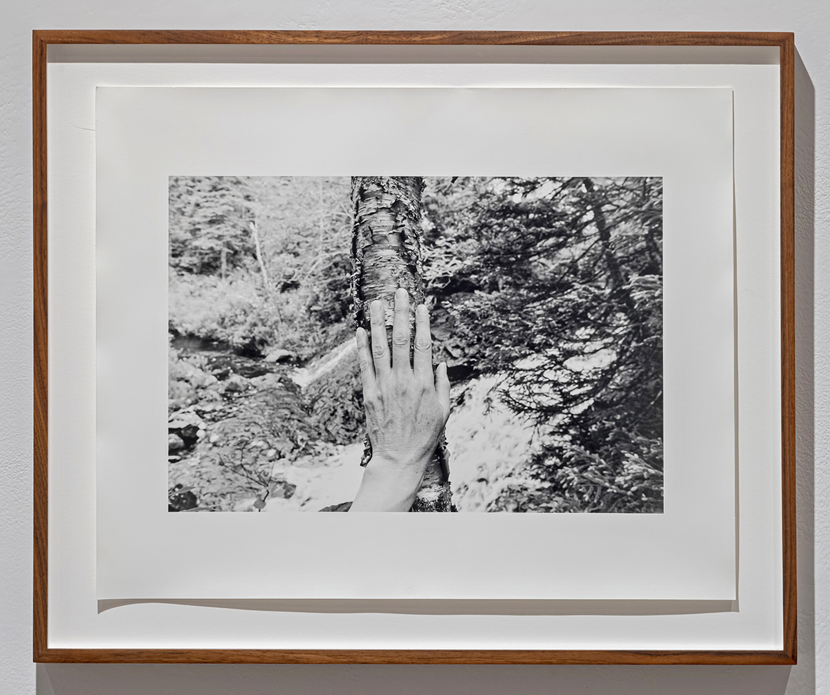 Untitled  from Larch, Spruce, Fir, Birch, Hand, Blast Hole Pond Road, Newfoundland 2008