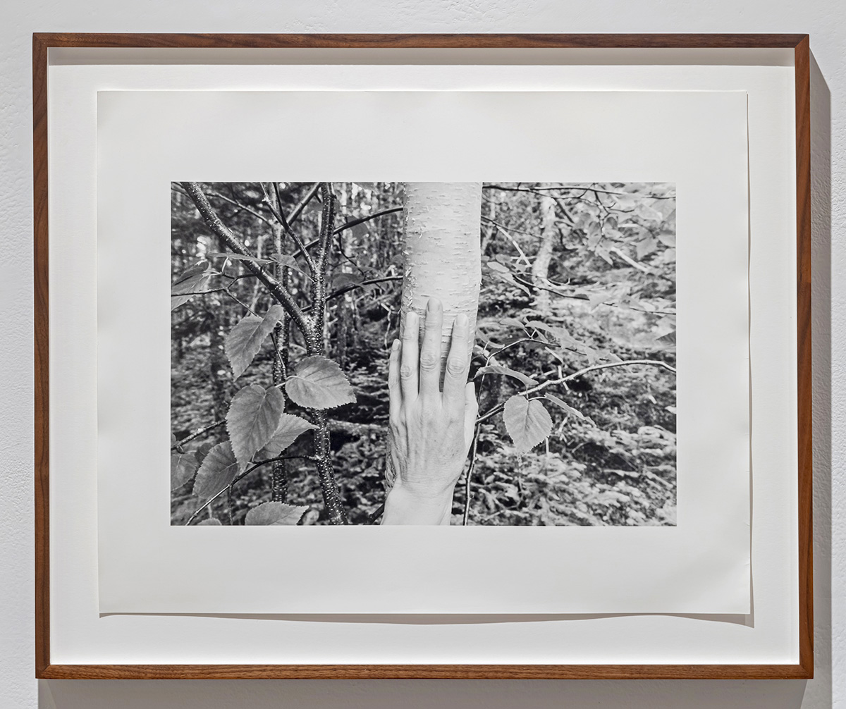 Untitled  from Larch, Spruce, Fir, Birch, Hand, Blast Hole Pond Road, Newfoundland 2008