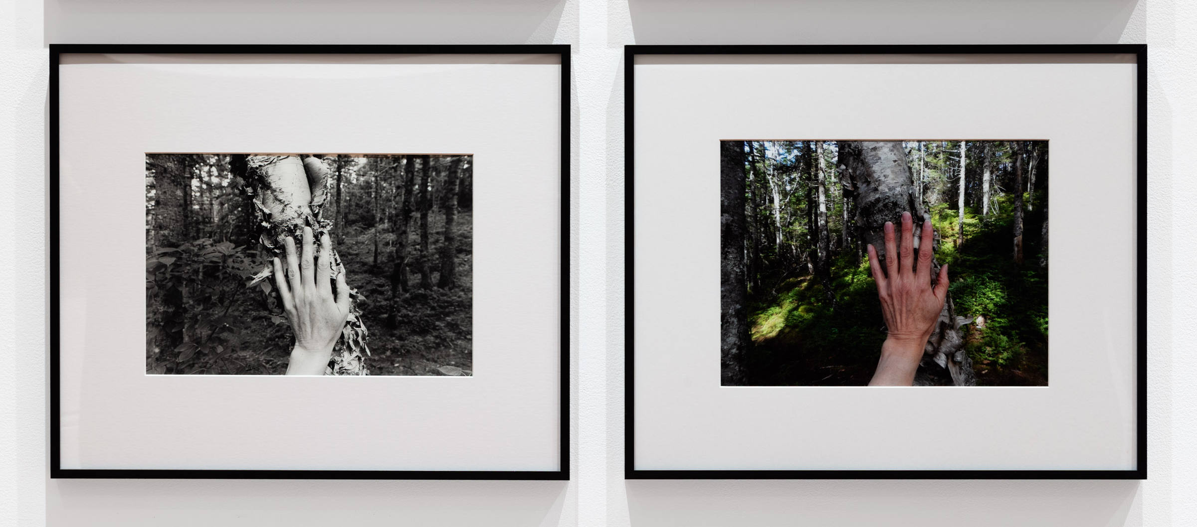 The birch with shaggy bark in the clearing between the Rattling Brook Path and the bottom of the Tolt. 2007 & 2018  from Larch, Spruce, Fir, Birch, Hand, Blast Hole Pond Road, Newfoundland 2007–2026.