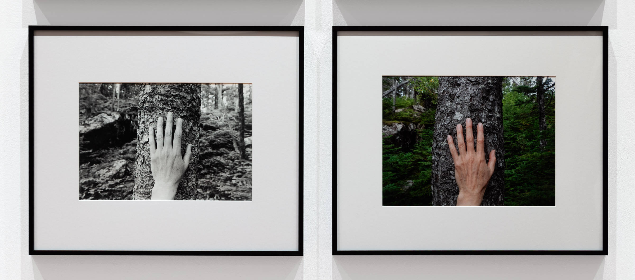 The spruce at the top of the Droke at the turn in the path. 2008 & 2019  from Larch, Spruce, Fir, Birch, Hand, Blast Hole Pond Road, Newfoundland 2007–2026.