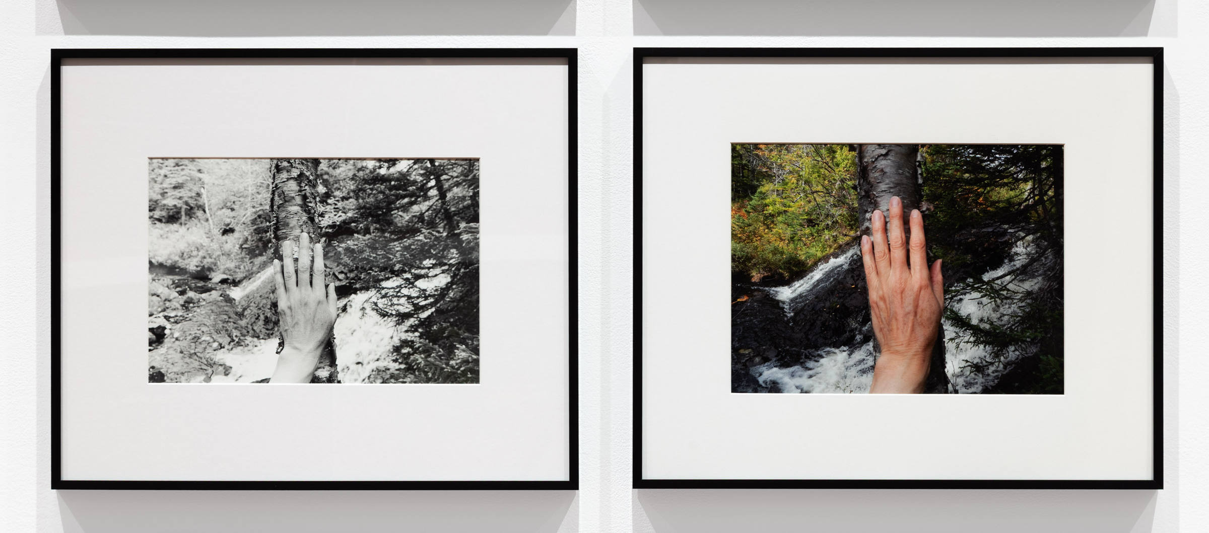 The birch beside the bottom of the waterfall. 2008 & 2019  from Larch, Spruce, Fir, Birch, Hand, Blast Hole Pond Road, Newfoundland 2007–2026.