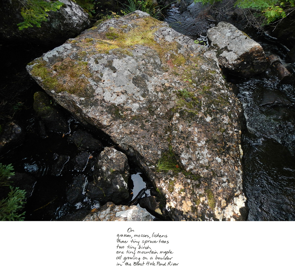 excerpt from On the Large Boulder in the Blast Hole Pond River, Summer 2020