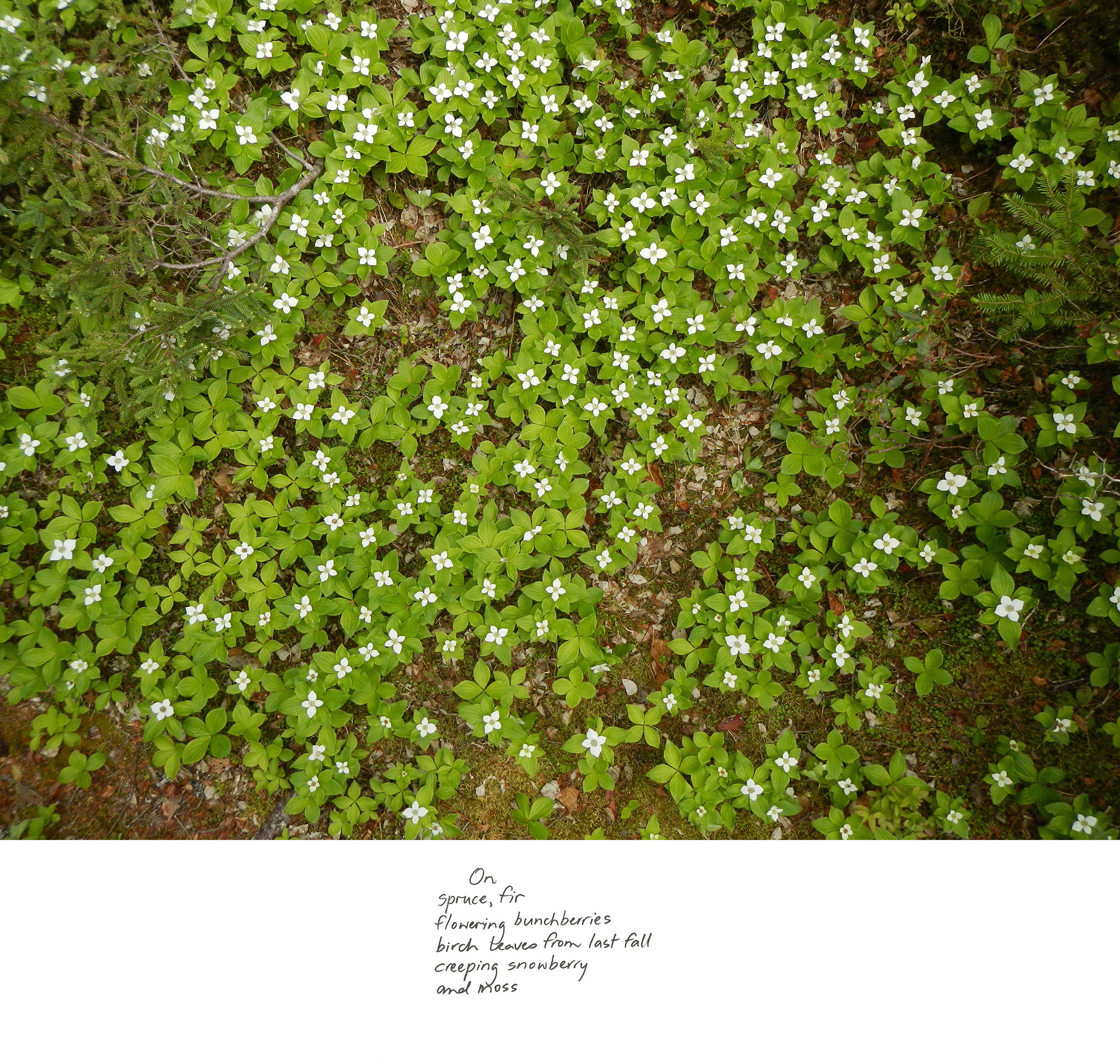 excerpt from On the Up Top Loop Near the Overlook, Spring 2020 from the series Between the Earth and the Firmament, Blast Hole Pond Road, Newfoundland 2020