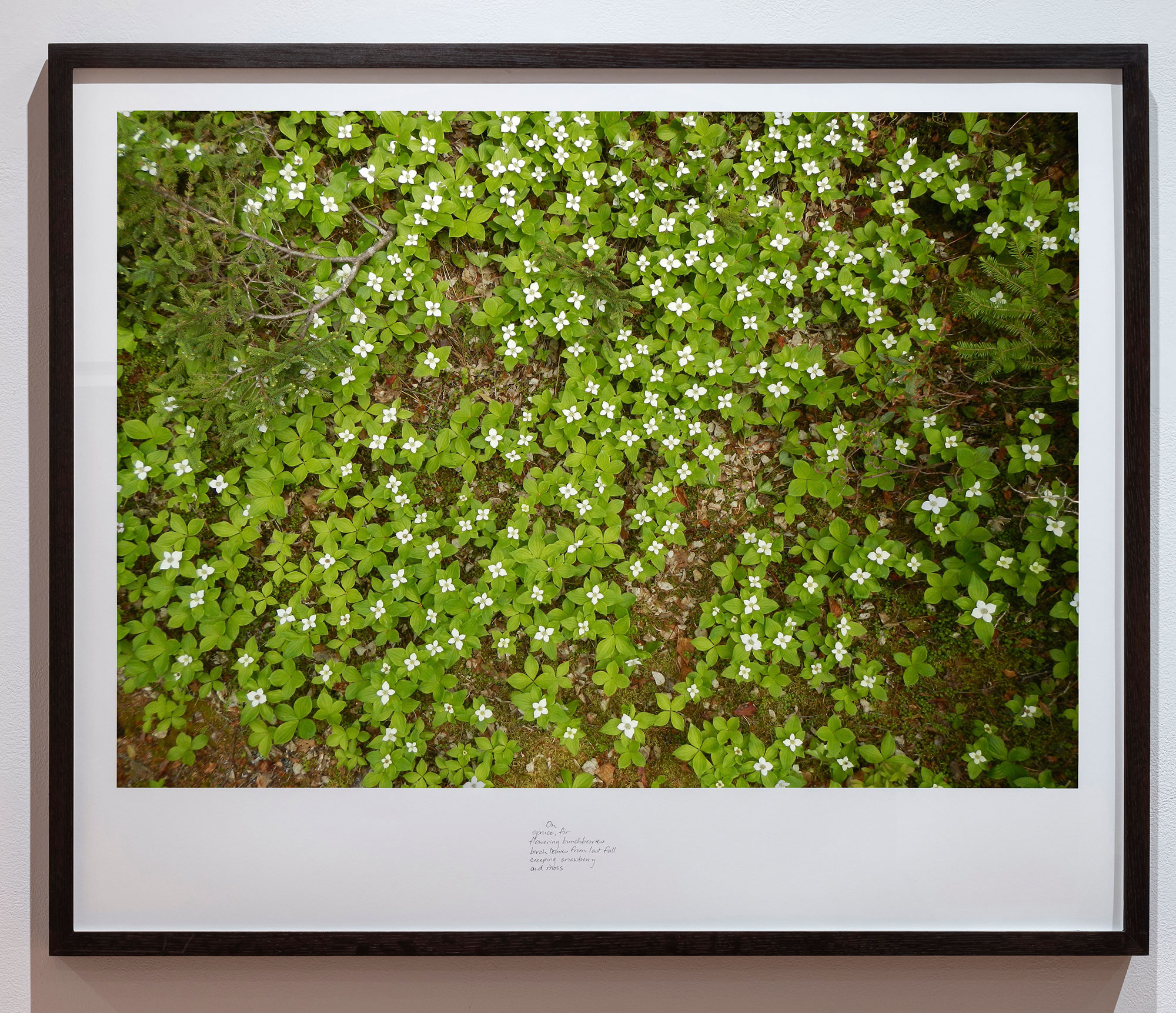 excerpt from On the Up Top Loop Near the Overlook, Spring 2020  from the series Between the Earth and the Firmament, Blast Hole Pond Road, Newfoundland 2020