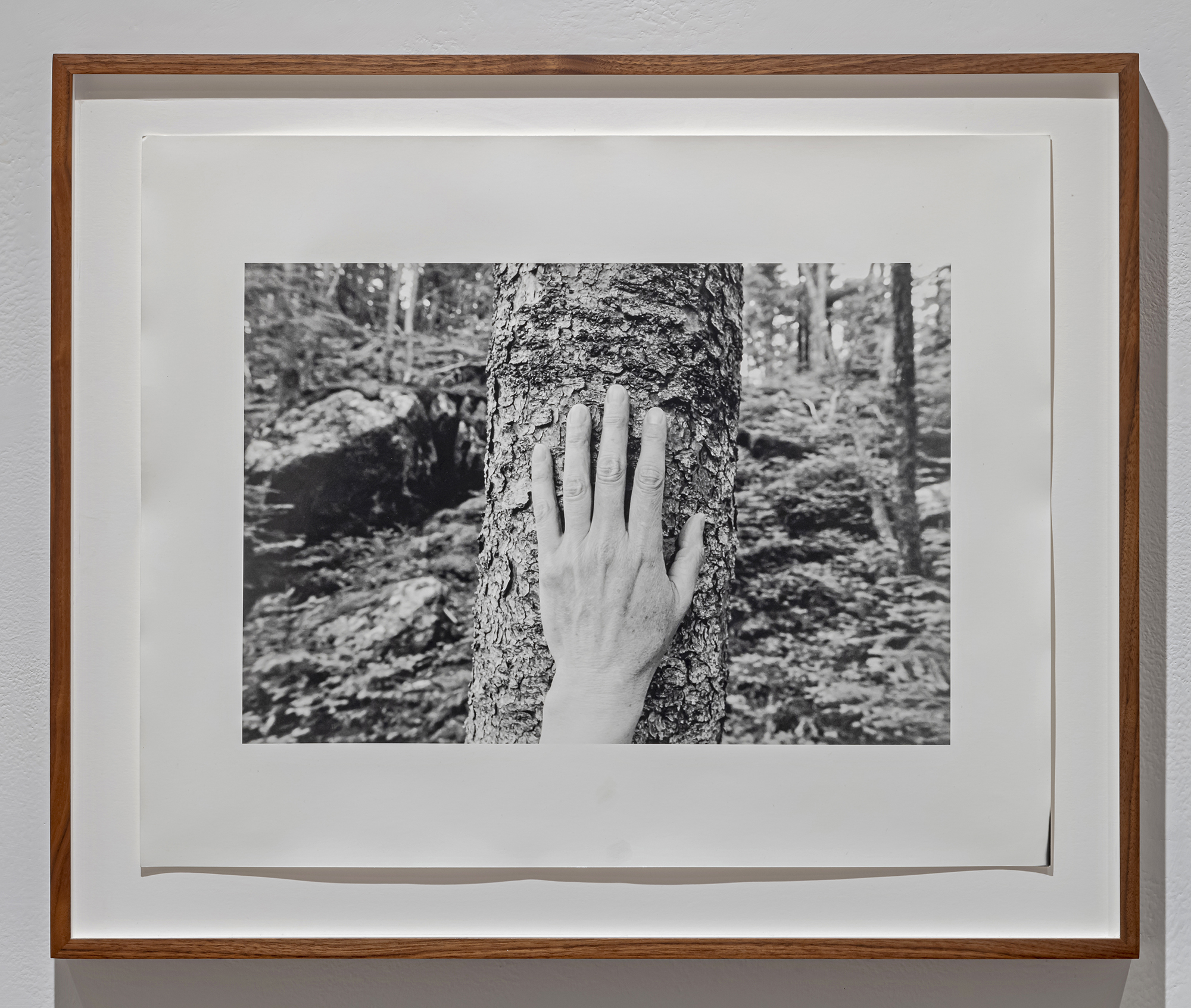 excerpt from the series Larch, Spruce, Fir, Birch, Hand, Blast Hole Pond Road, Newfoundland 2007 - ongoing