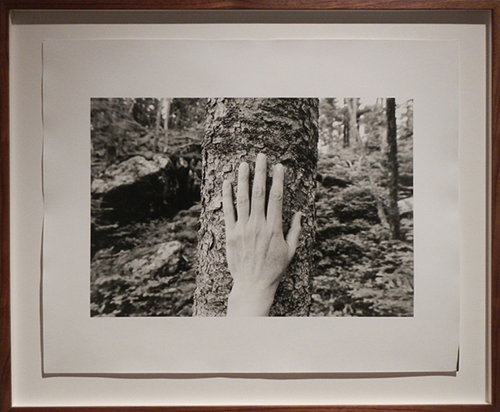 four excerpts from Larch, Spruce, Fir, Birch, Hand, Blast Hole Pond Road, Newfoundland 2008