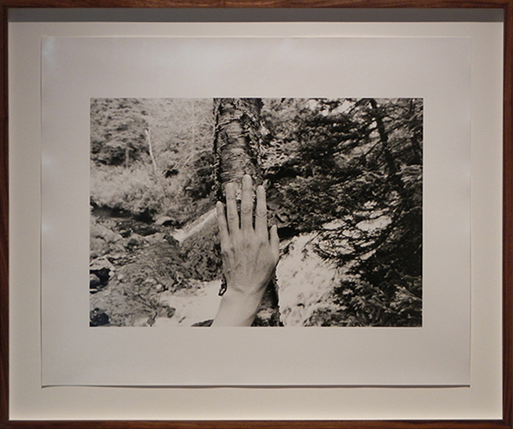 four excerpts from Larch, Spruce, Fir, Birch, Hand, Blast Hole Pond Road, Newfoundland 2008