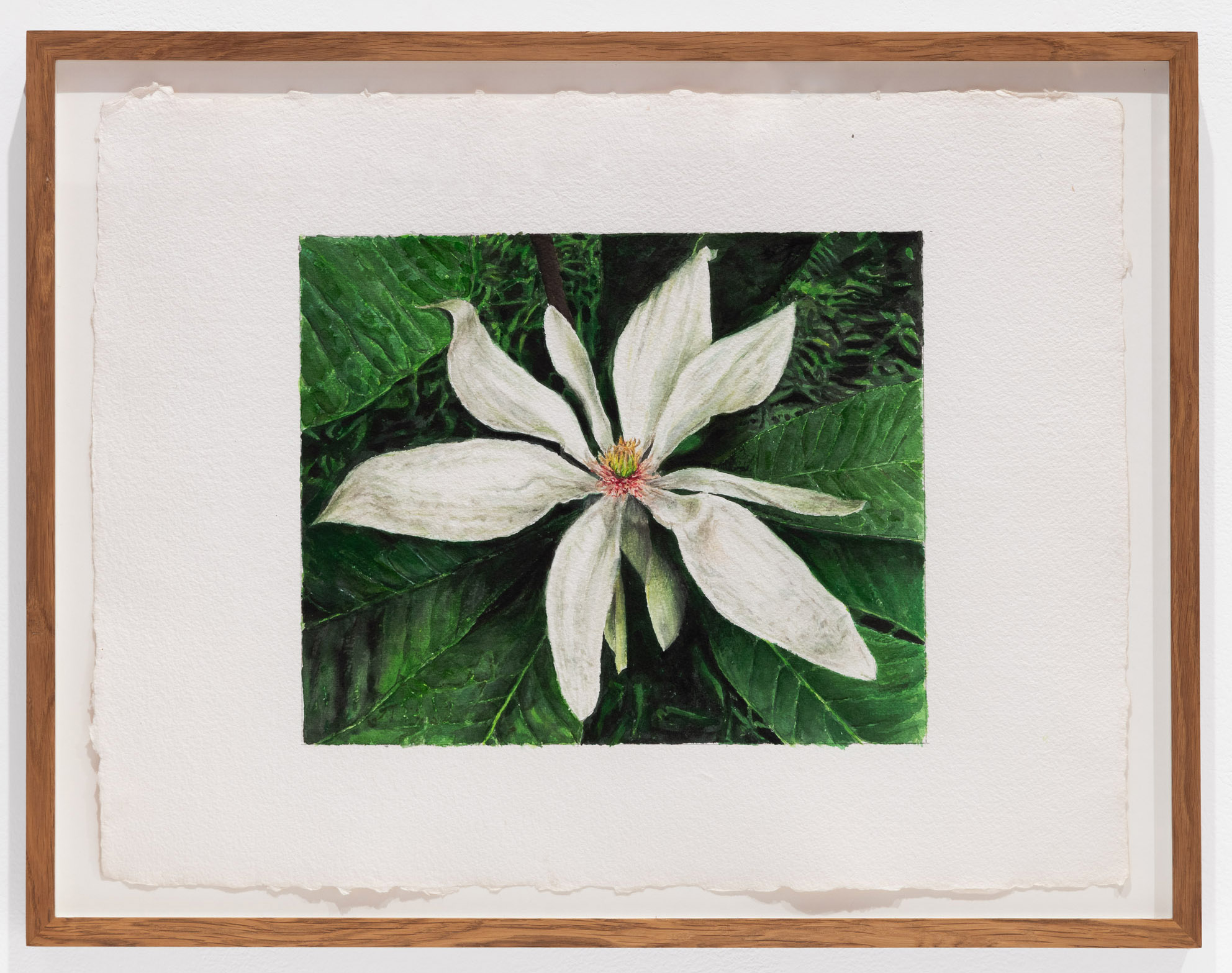 Magnolia Tripetala