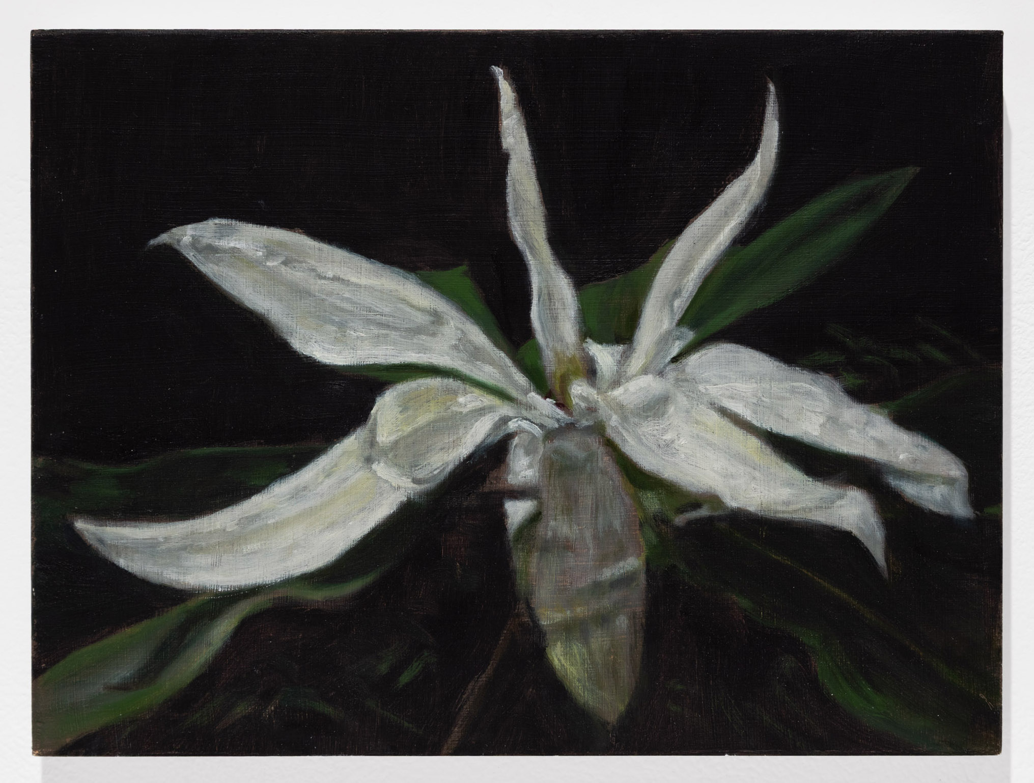 Magnolia Tripetala
