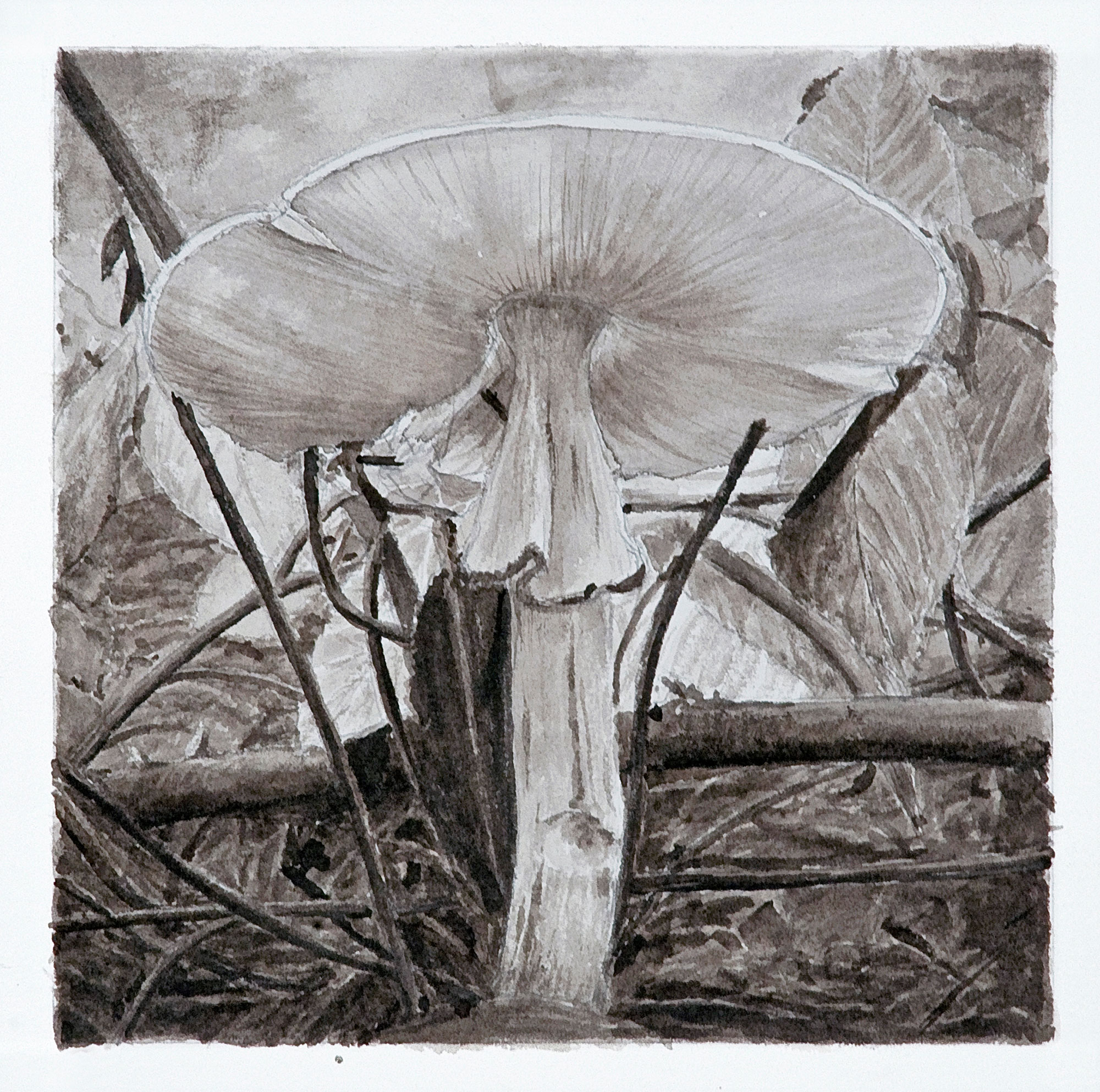 Mushroom 19