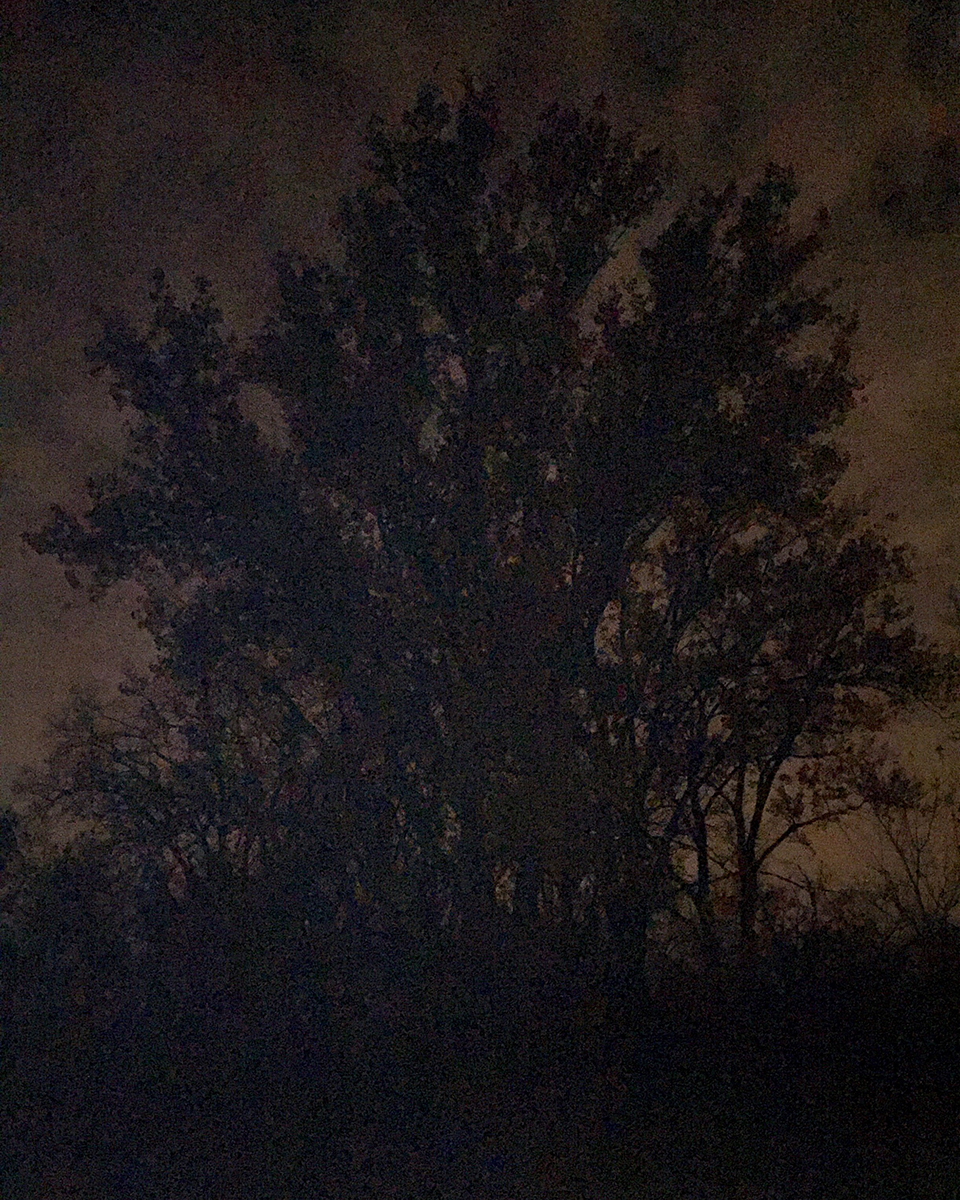 Tree at night