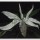 Magnolia Tripetala